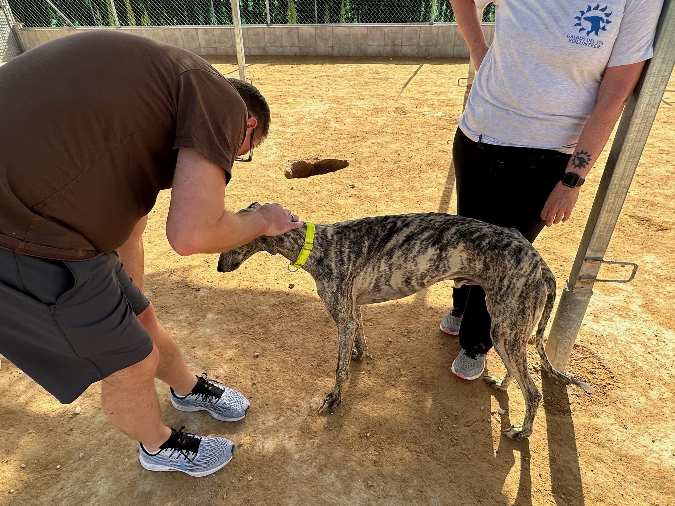Galgo del sol