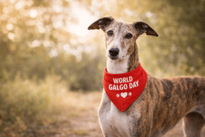 world galgo day
