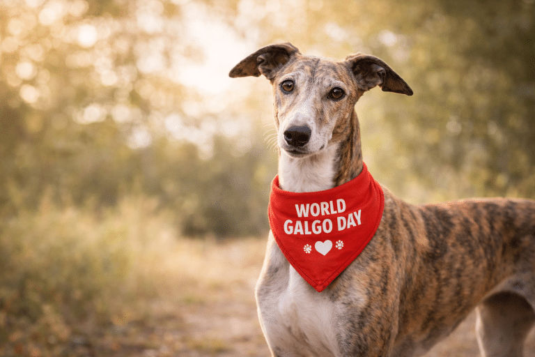 world galgo day