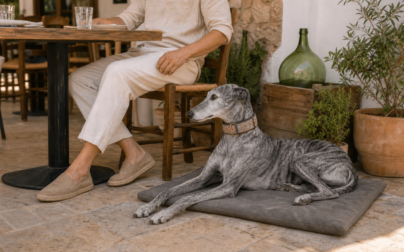 dogs in shops restaurants and beaches in Spain