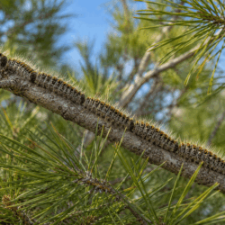 Pine Processionary Caterpillar Pine Processionary Caterpillar