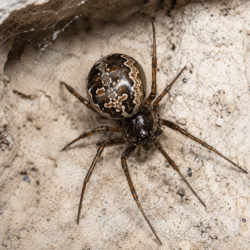 False Widow Spider False Widow Spider