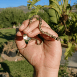 Horse Shoe Whipsnake Horse Shoe Whipsnake