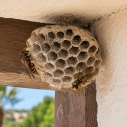 Paper Wasps Nest Paper Wasps Nest