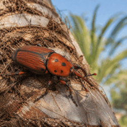 Red Palm Weevil Red Palm Weevil